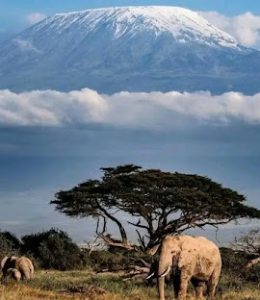 Amboseli