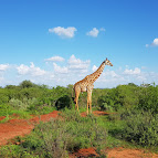Tsavo